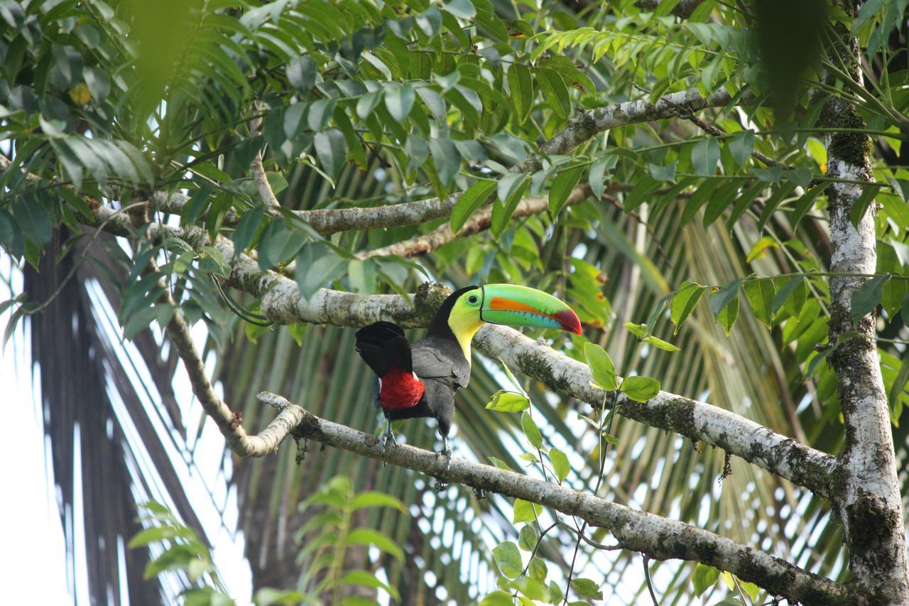 Hotel Vista Al Tortuguero Cariari  المظهر الخارجي الصورة