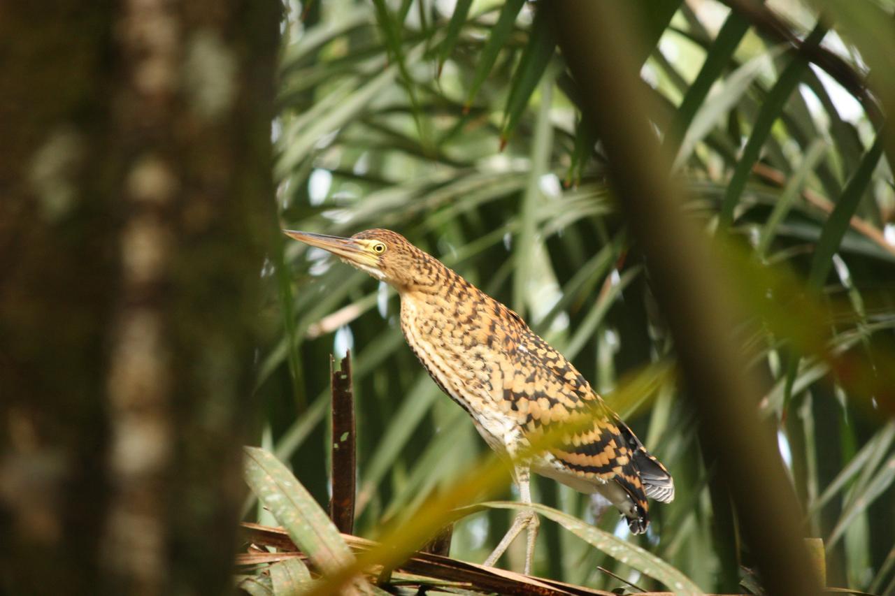 Hotel Vista Al Tortuguero Cariari  المظهر الخارجي الصورة