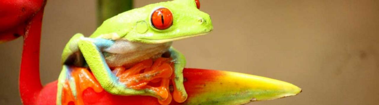 Hotel Vista Al Tortuguero Cariari  المظهر الخارجي الصورة
