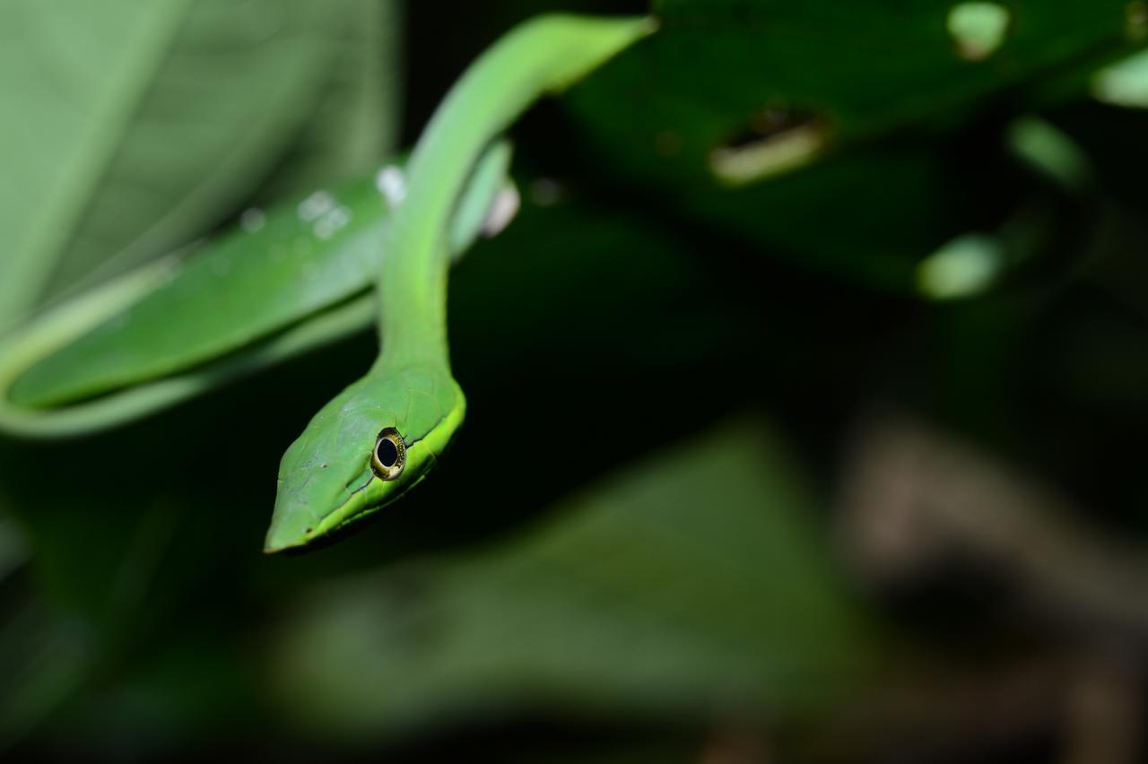 Hotel Vista Al Tortuguero Cariari  المظهر الخارجي الصورة